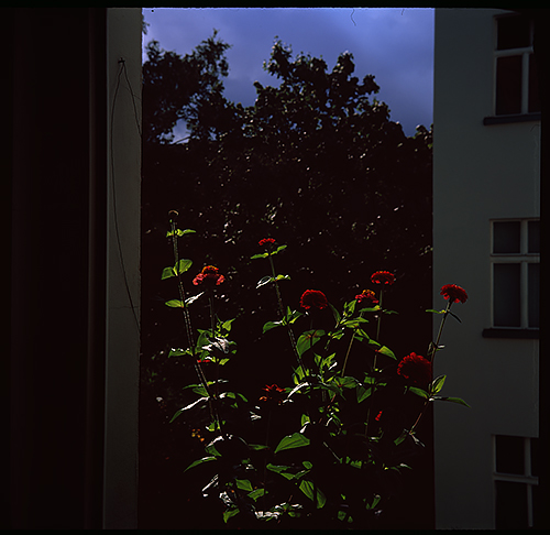 Red Flowers, photograph, 2017