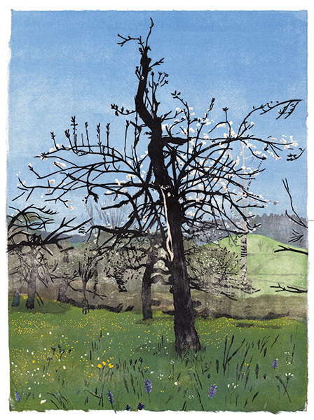 Alter Apfelbaum, japanischer Holzschnitt, 52 x 39 cm, 2022